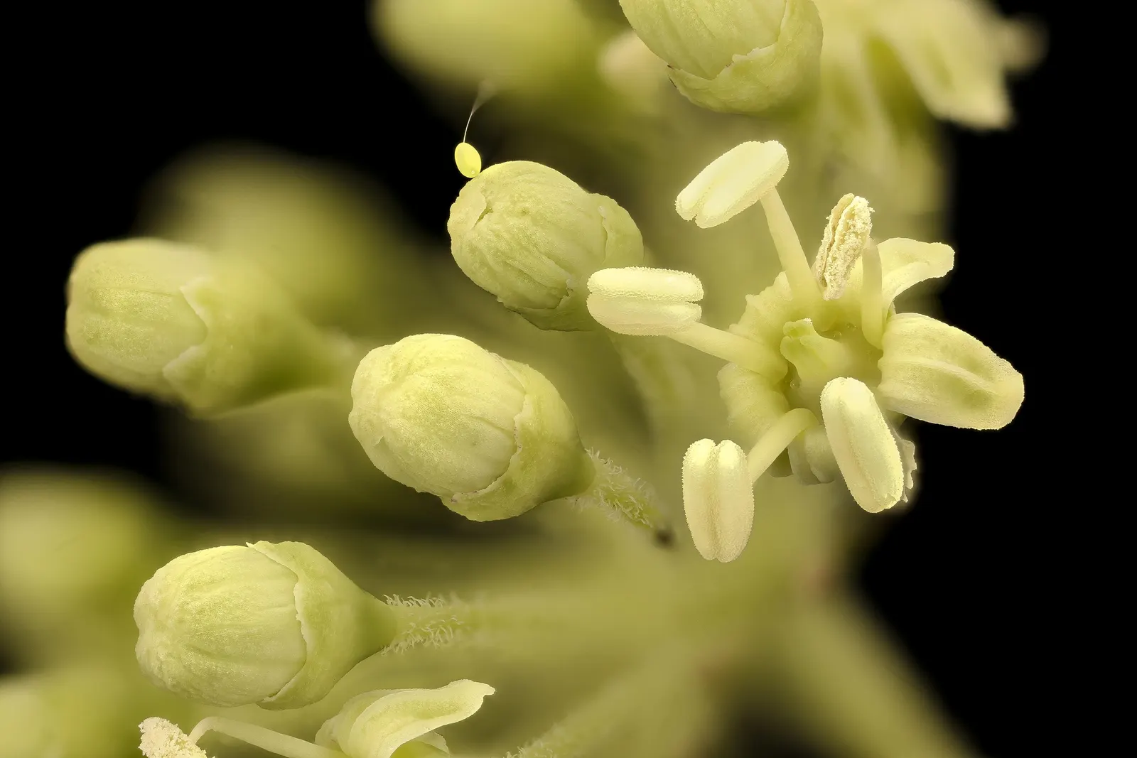 Devil's Walking Stick (Aralia Spinosa) — white flowers in the garden; with a potential to tower up to 35 feet under optimal conditions