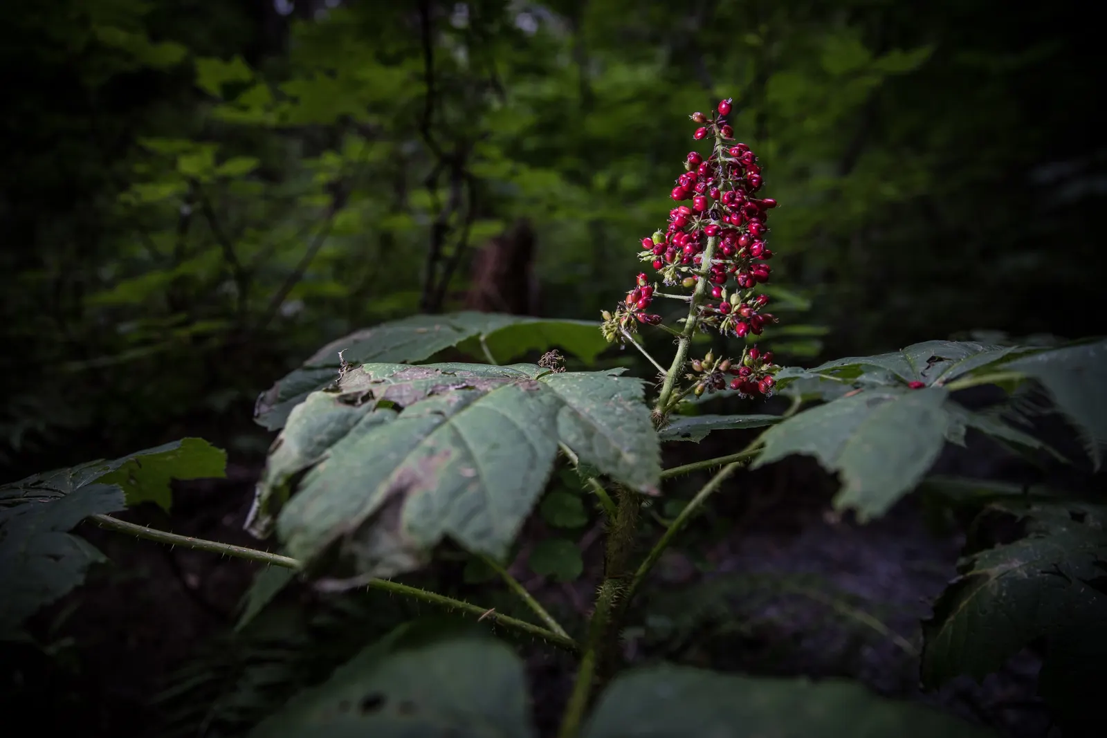 Devil's Walking Stick (Aralia Spinosa) — Devil's Walking Stick (Aralia spinosa) is a striking deciduous shrub or small tree; and airy clusters of white flowers