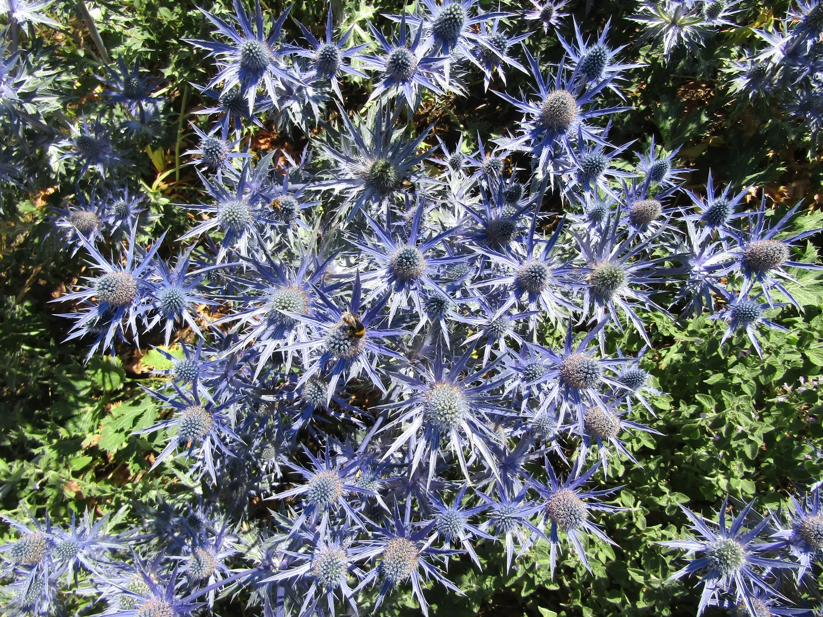 Big Blue Sea Holly (Eryngium X Zabelii 'Big Blue') — steel-blue flowers and spiny