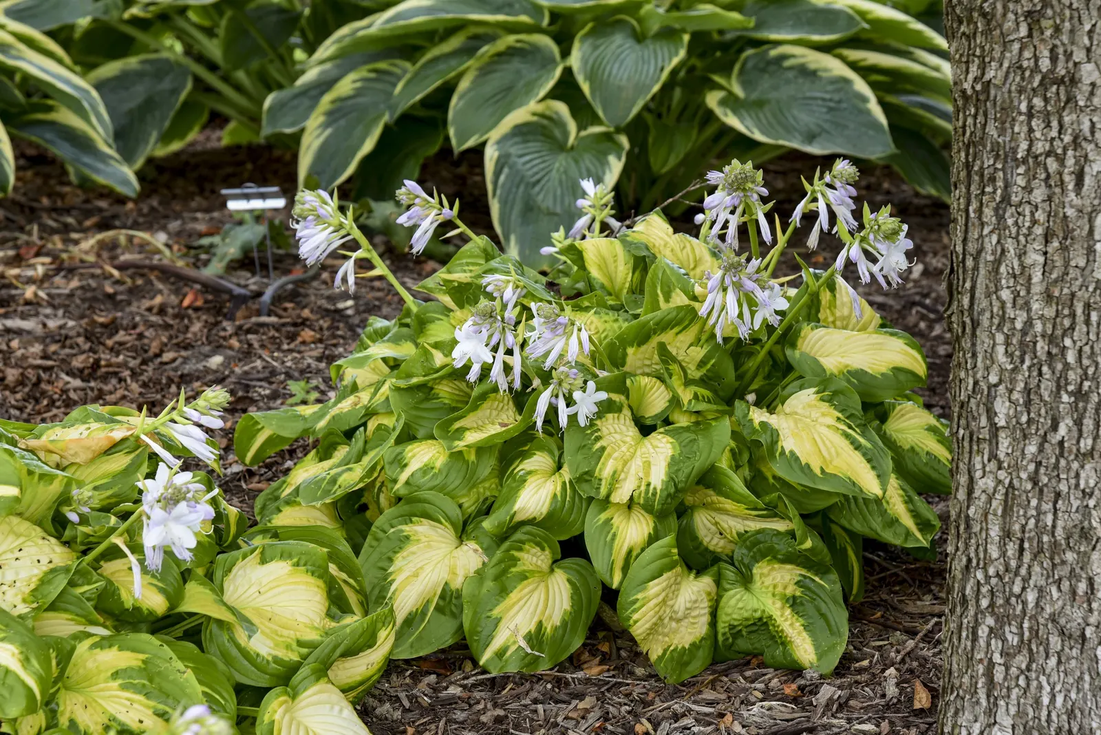 'Etched Glass' Hosta (Hosta hybrid) — Near-white flowers., Hostas grow best in moist, well-drained, organically enriched soil and full to part shade