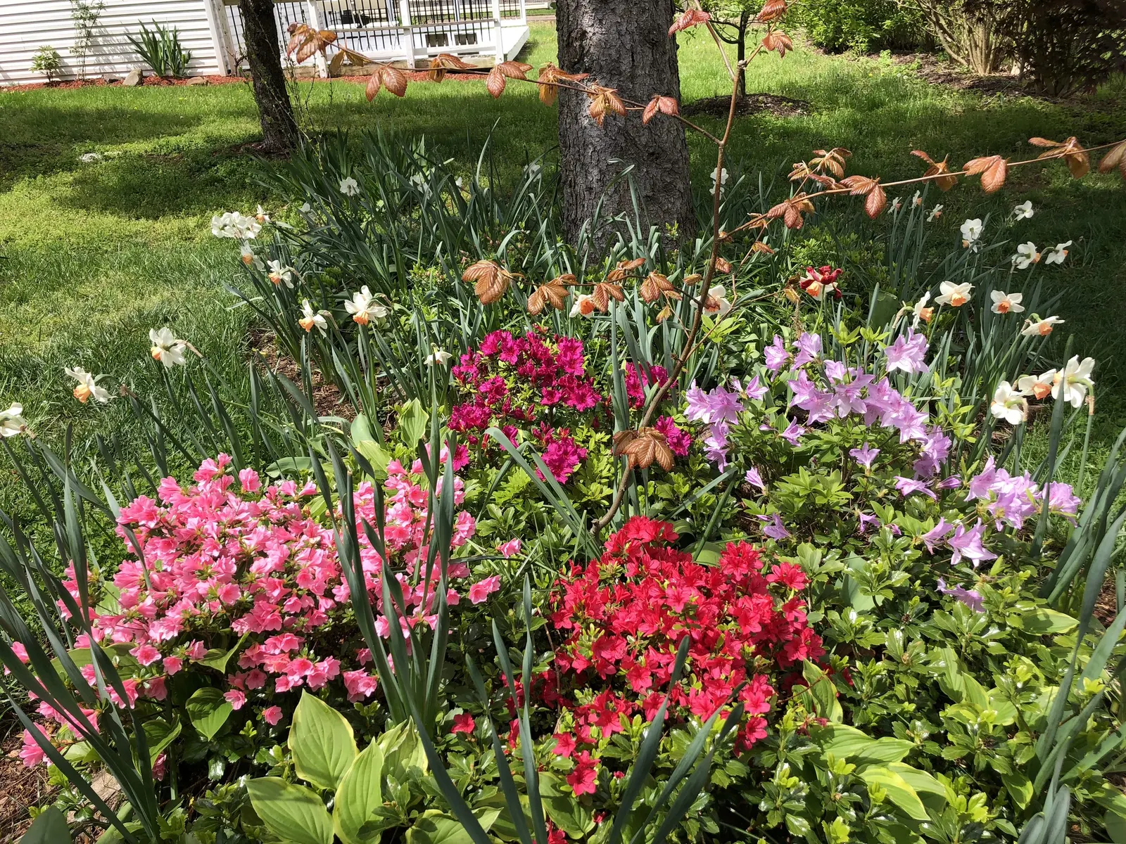 Azalea Coral Bells (Azalea 'Conversation Piece') — flowering occurs in spring with sporadic reblooming into fall