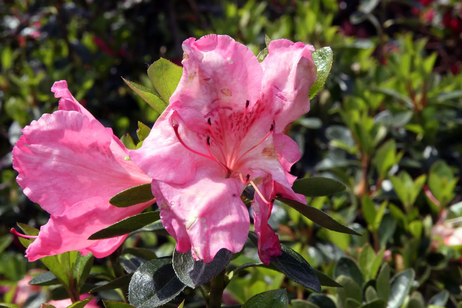Azalea Coral Bells (Azalea 'Conversation Piece') — part of the Rhododendron family