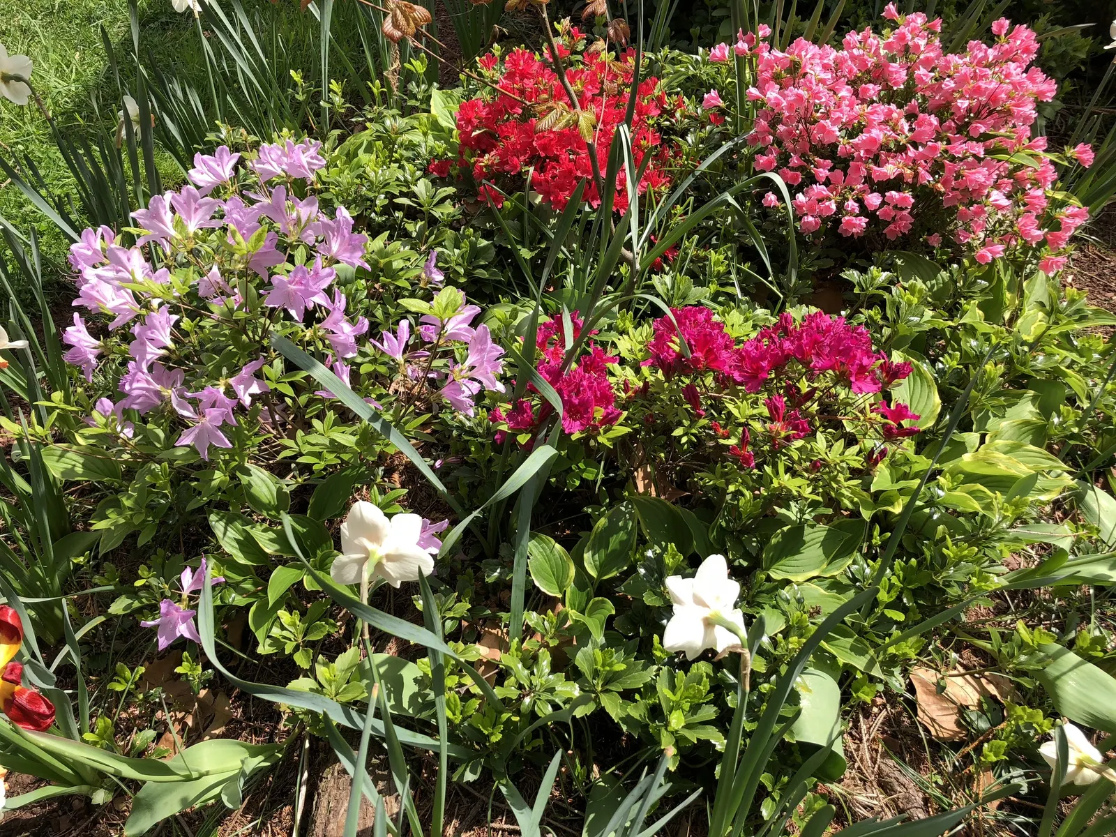 Azalea Coral Bells (Azalea 'Conversation Piece') — It thrives in partial shade