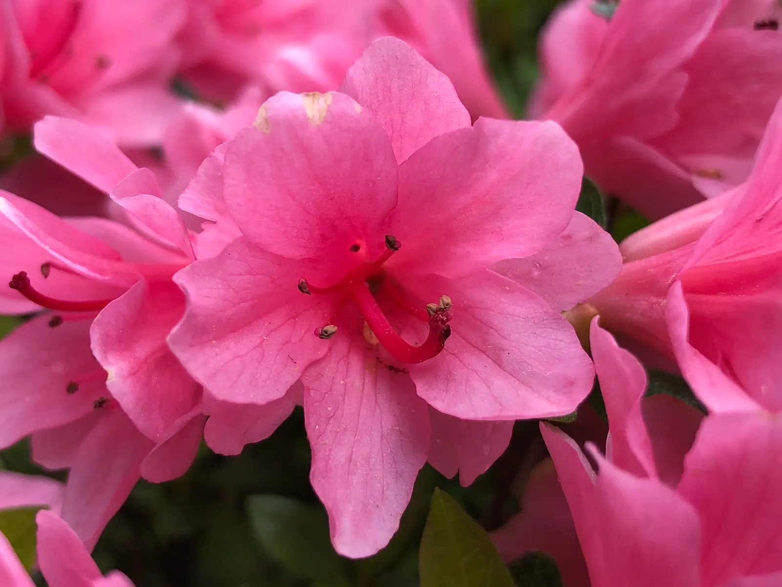 Azalea Coral Bells (Azalea 'Conversation Piece') — making it a suitable choice for both small and large gardens.<br><br>Boasting a prolific bloom cycle