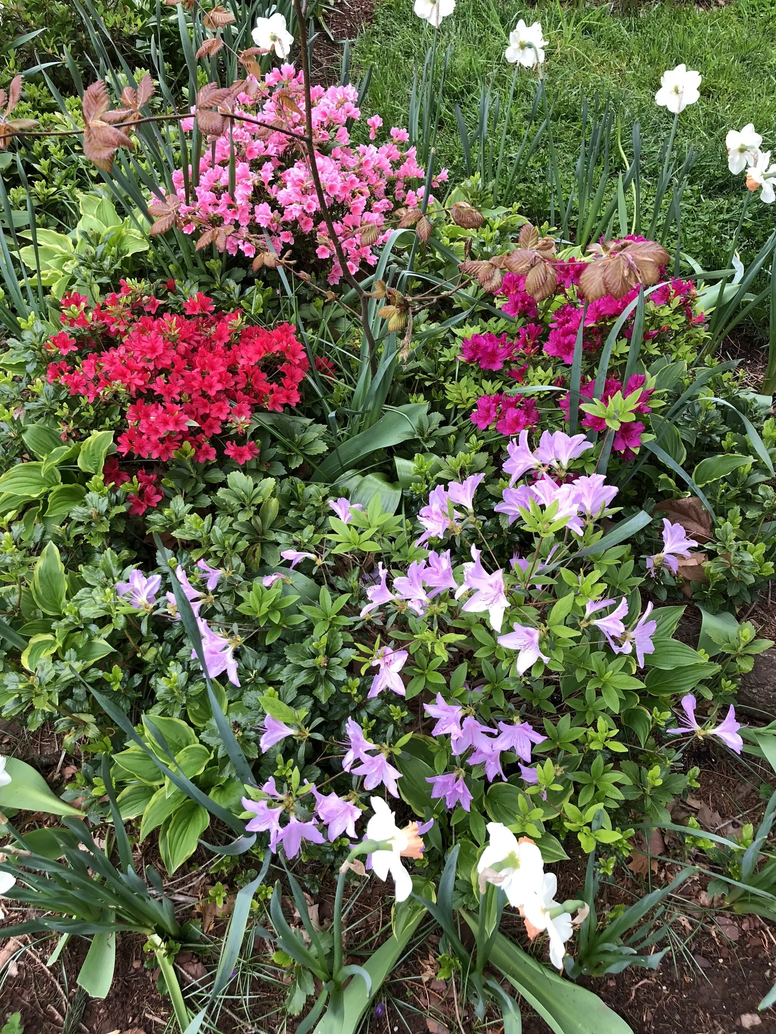 Azalea Coral Bells (Azalea 'Conversation Piece') — showy blooms that range from deep pinks to soft whites