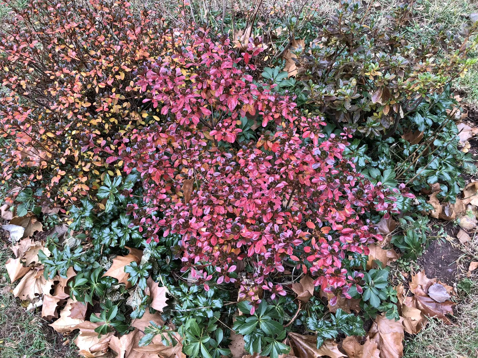 Azalea Coral Bells (Azalea 'Conversation Piece') — which range from soft pinks to bold reds