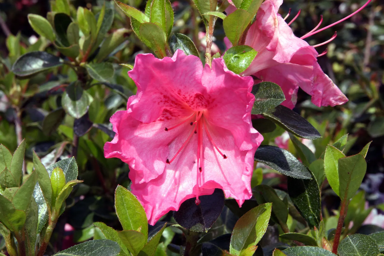 Azalea Coral Bells (Azalea 'Conversation Piece') — Cold-hardy in USDA zones 6-9, this azalea adds vibrant, long-lasting color to any landscape design