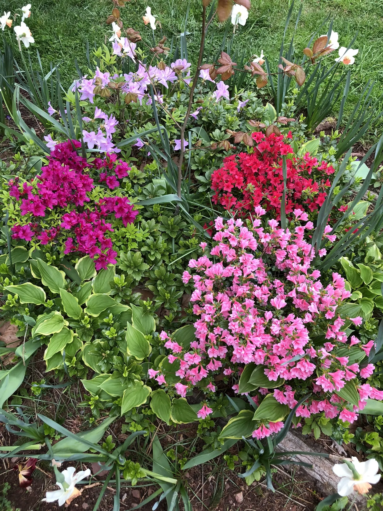 Azalea Coral Bells (Azalea 'Conversation Piece') — providing a captivating display that complements the emerging verdant foliage.<br><br>For optimal growth