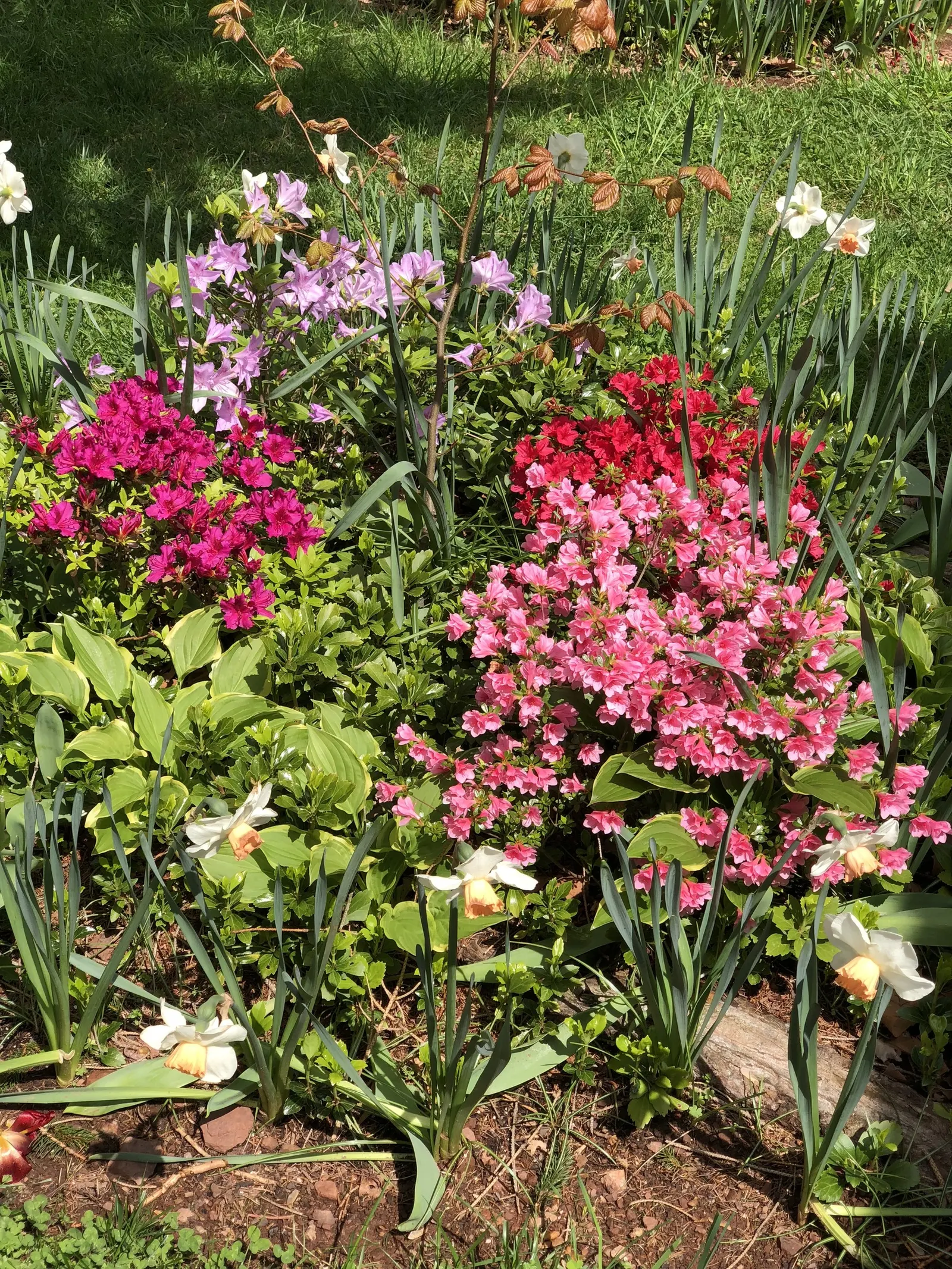 Azalea Coral Bells (Azalea 'Conversation Piece') — The blooming period extends from late spring into early summer
