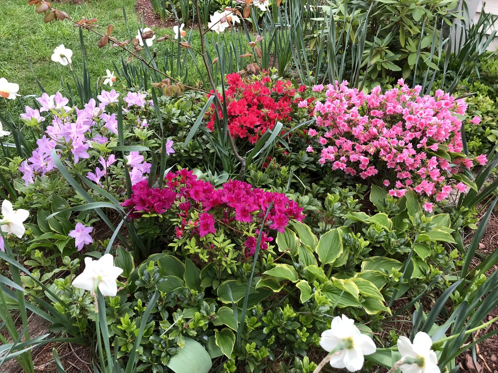 Azalea Coral Bells (Azalea 'Conversation Piece') — often with variegated petals