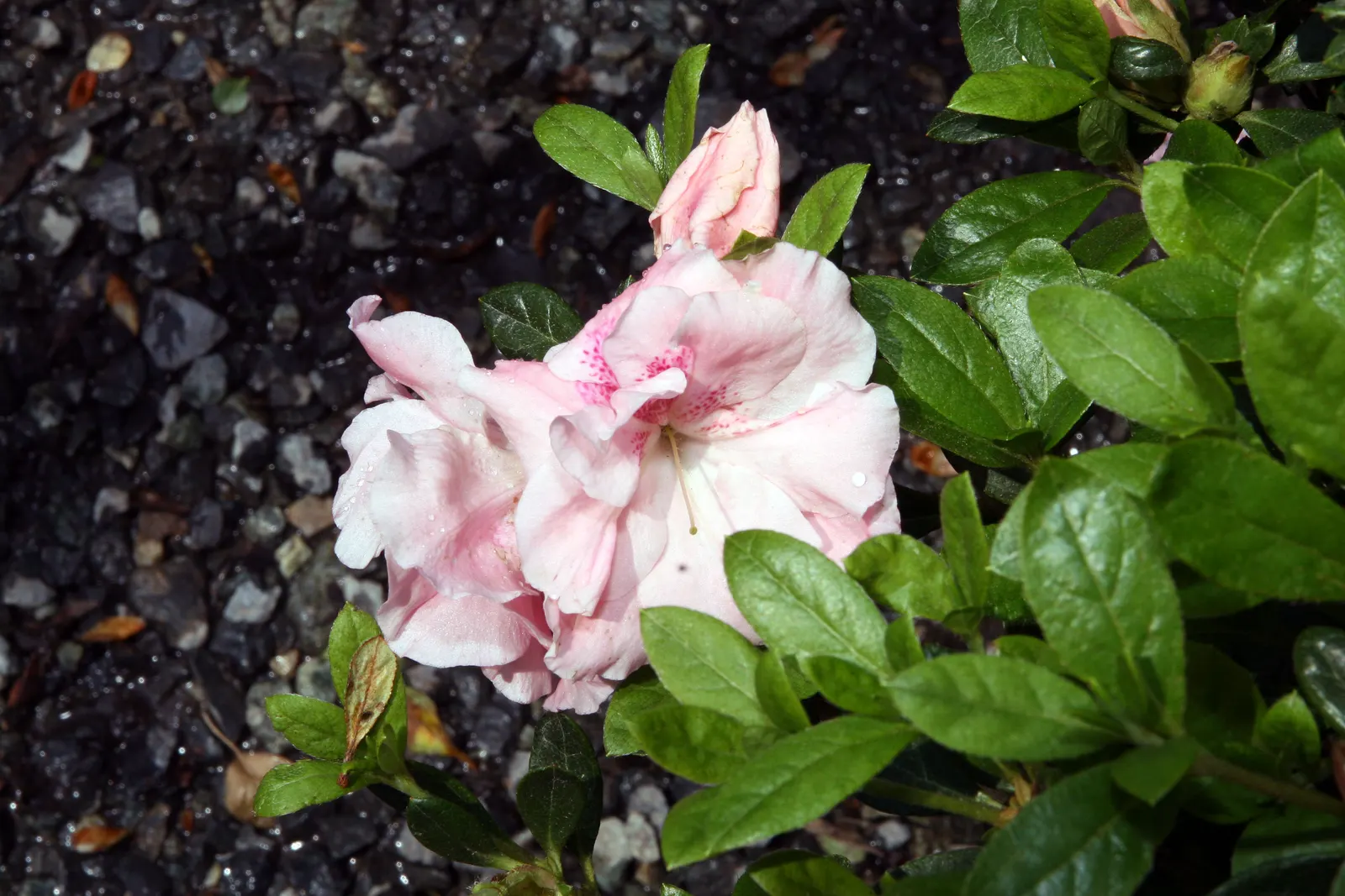 Azalea Coral Bells (Azalea 'Conversation Piece') — Azalea 'Conversation Piece' is a striking, multi-hued evergreen shrub