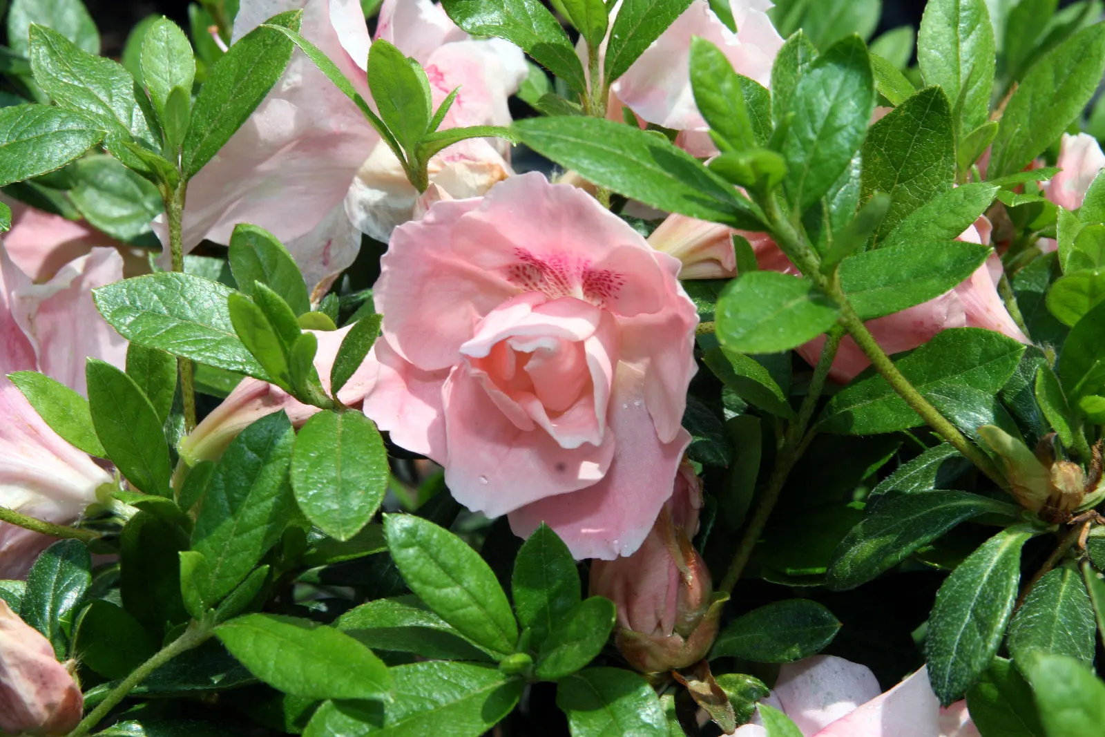 Azalea Coral Bells (Azalea 'Conversation Piece') — broad and showy flowers that captivate onlookers and spark dialogue