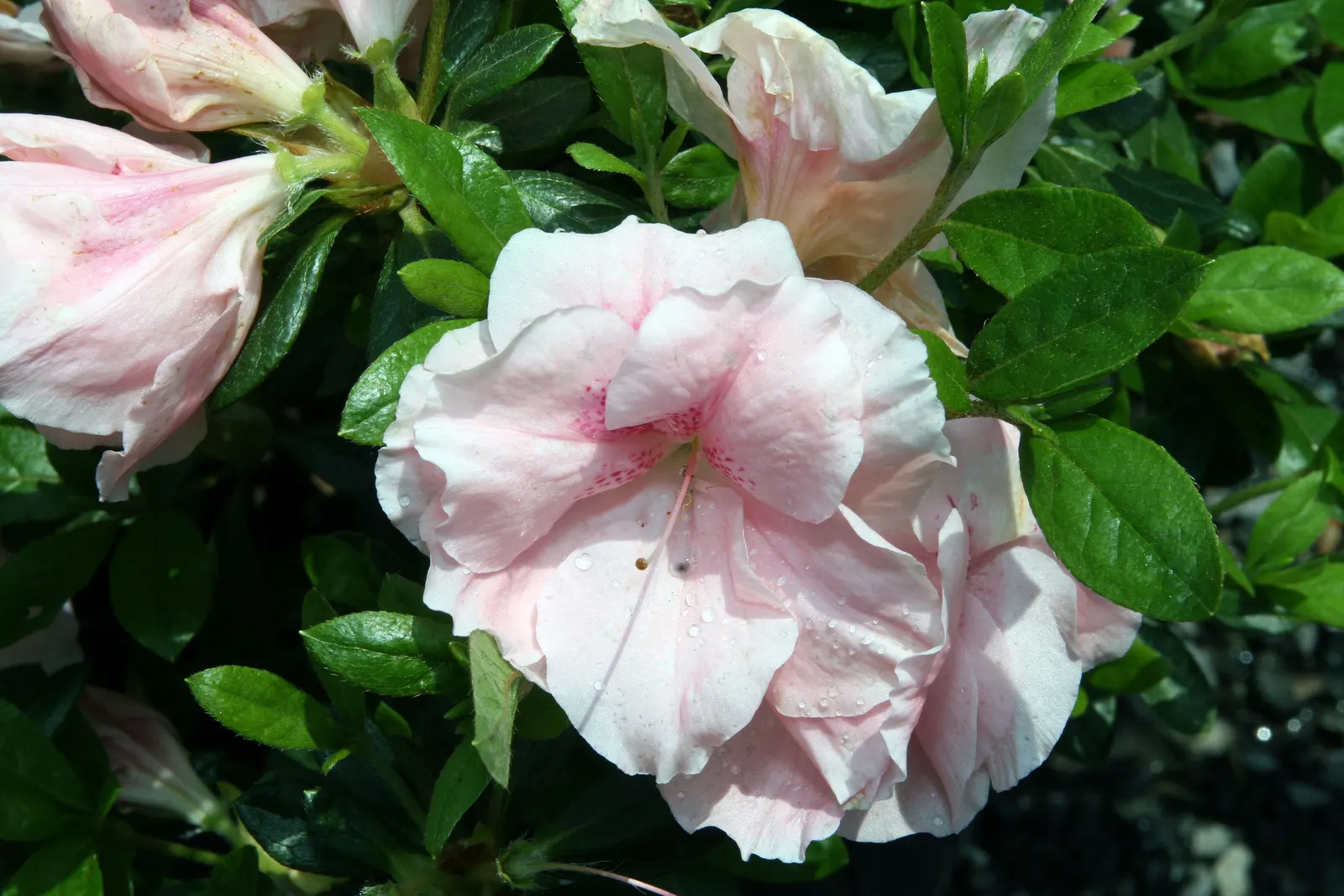 Azalea Coral Bells (Azalea 'Conversation Piece') — and reaches a mature size of about 2-3 feet tall and wide