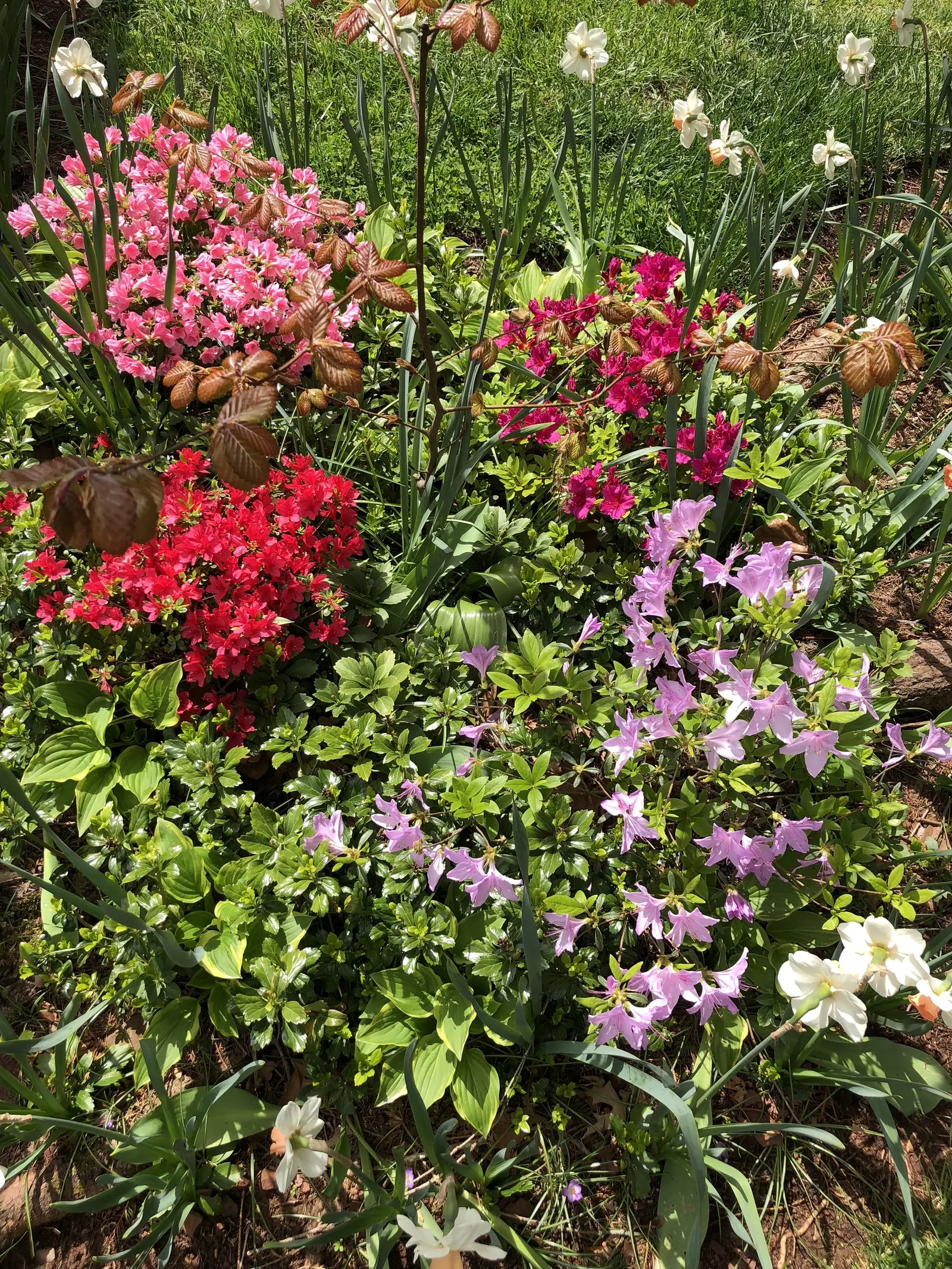 Azalea Coral Bells (Azalea 'Conversation Piece') — it thrives in well-drained