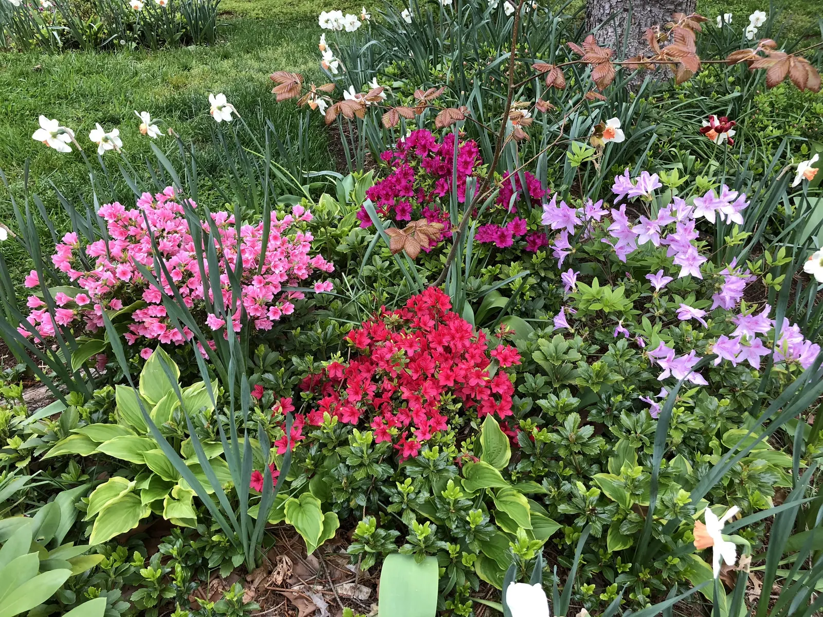 Azalea Coral Bells (Azalea 'Conversation Piece') — These striking flowers can individually reach up to 3 to 4 inches in diameter