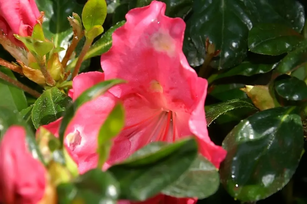 Azalea Coral Bells (Azalea 'Conversation Piece') — is a deciduous shrub that typically reaches a mature size of about 2 to 3 feet in height and a similar spread