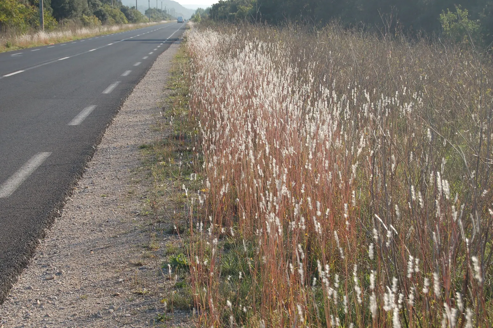 Silver Beardgrass (Bothriochloa Barbinodis) — Its striking feature is the silver-hued