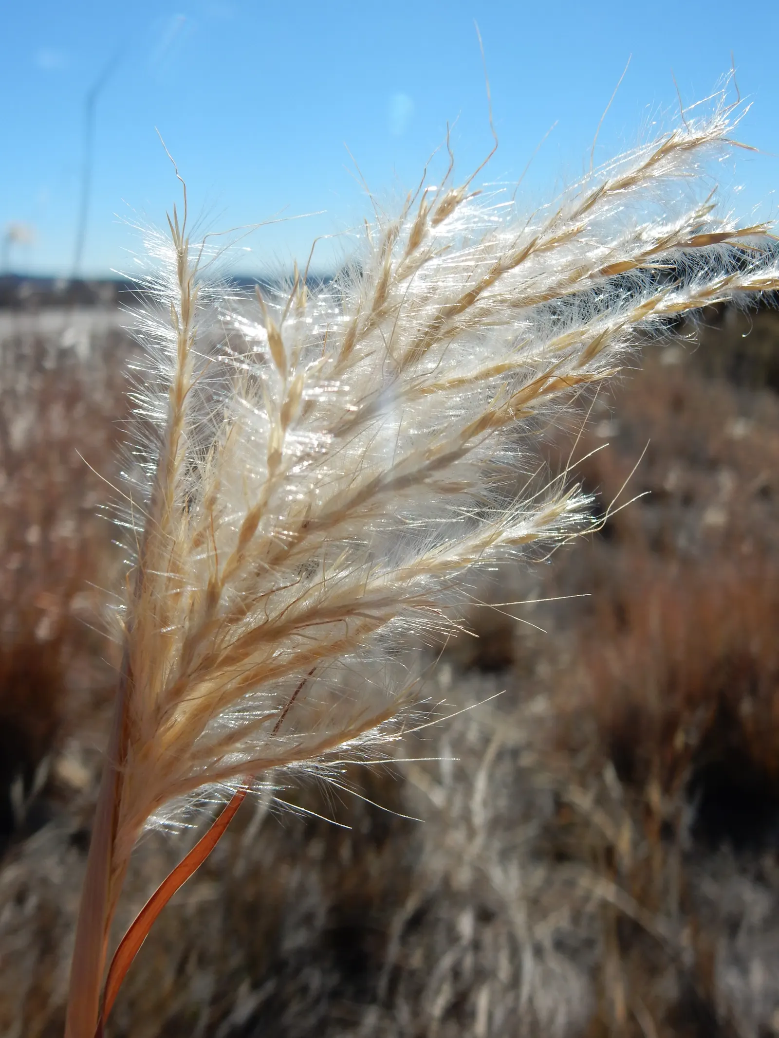 Silver Beardgrass (Bothriochloa Barbinodis) — is a warm-season perennial grass with a height of 2 to 3 feet at maturity