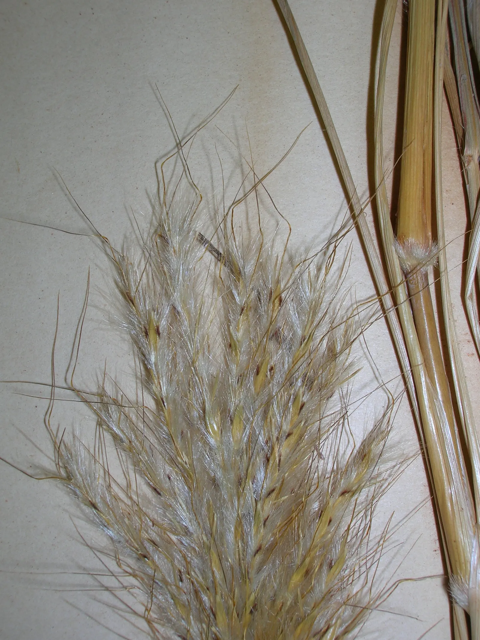 Silver Beardgrass (Bothriochloa Barbinodis) — is a warm-season perennial grass native to the southern United States and Mexico