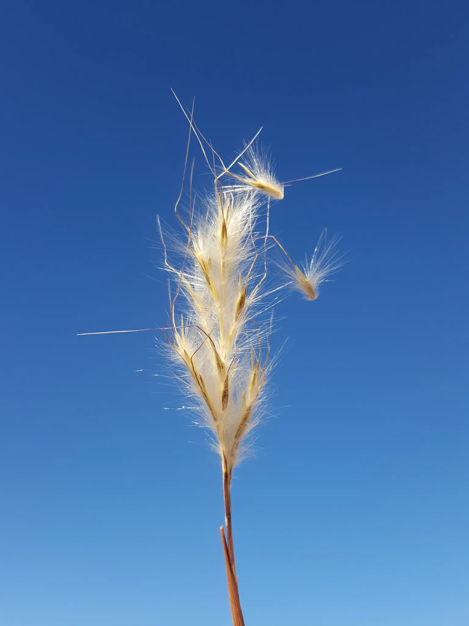 Silver Beardgrass (Bothriochloa Barbinodis) — feathery seed heads that bloom in late summer to fall