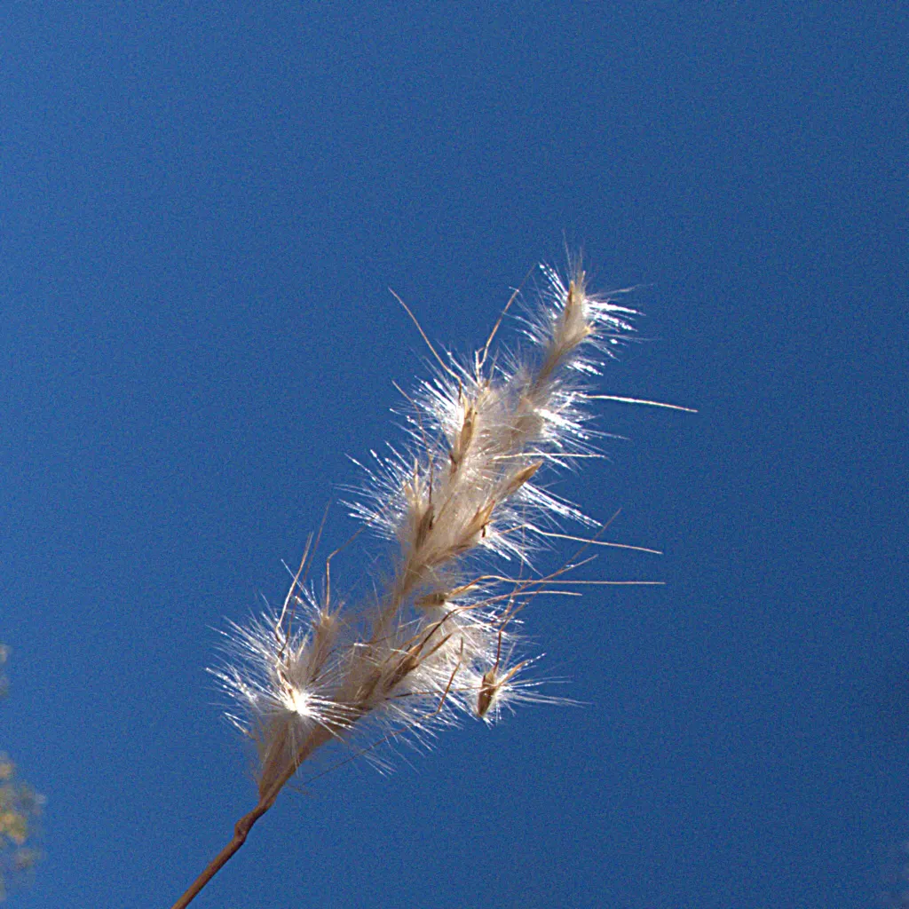 Silver Beardgrass (Bothriochloa Barbinodis) — adding a shimmering texture to the landscape