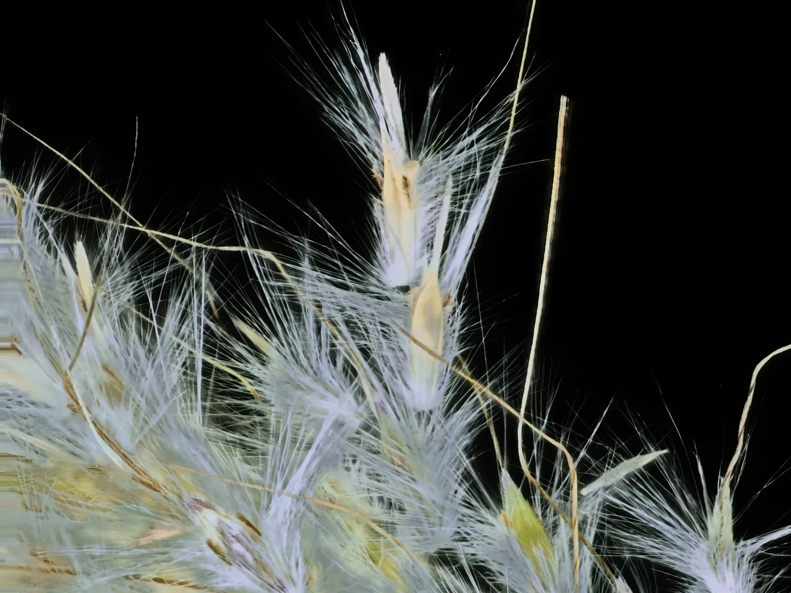 Silver Beardgrass (Bothriochloa Barbinodis) — making it ideal for xeriscaping and native plant gardens