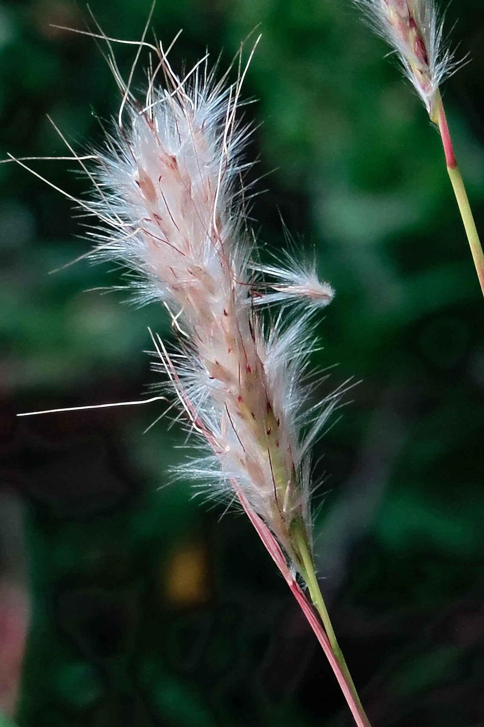 Silver Beardgrass (Bothriochloa Barbinodis) — scientifically known as Bothriochloa barbinodis