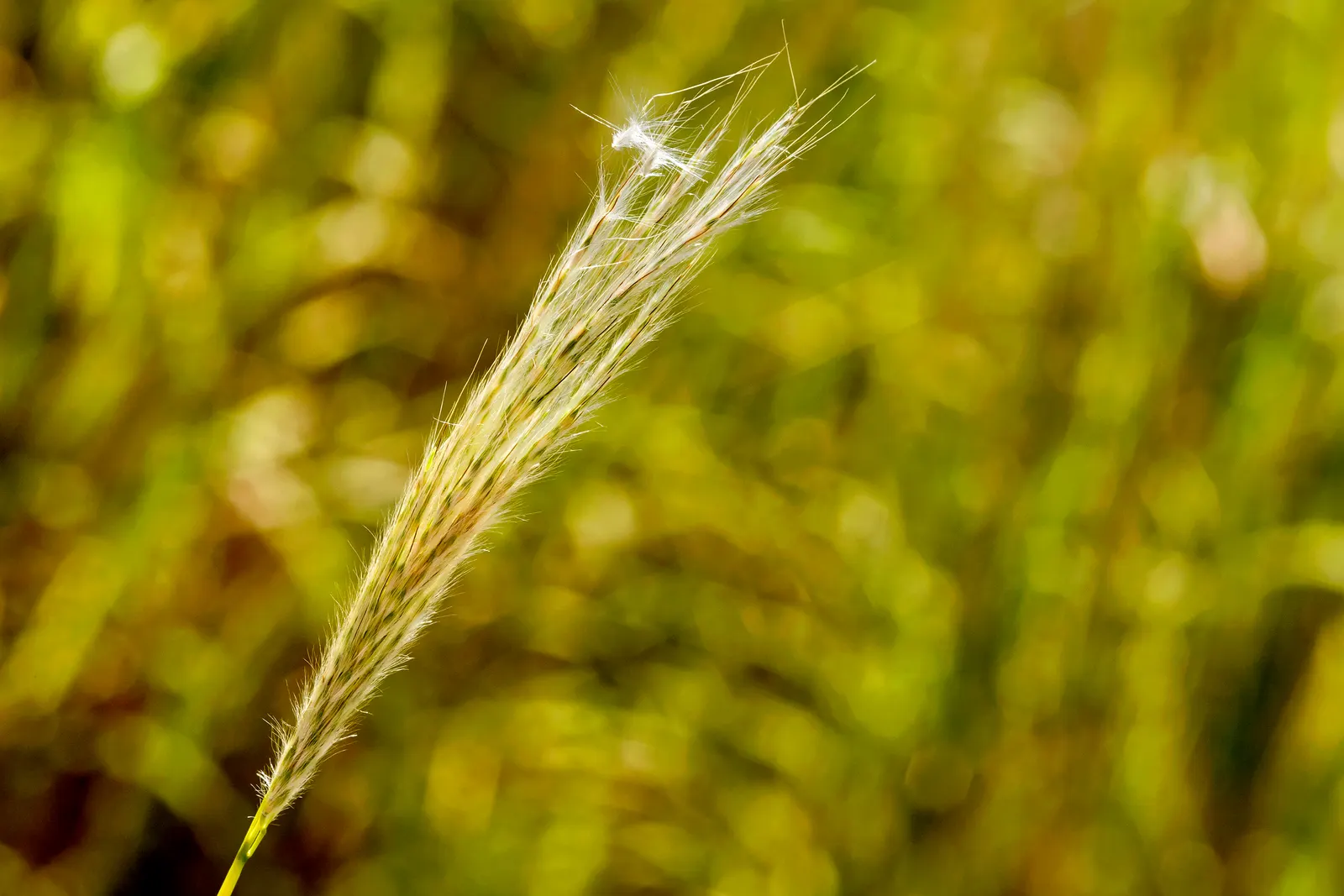 Silver Beardgrass (Bothriochloa Barbinodis) — Silver Beardgrass exhibits a clumped growth habit that contributes to its robust and textured appearance