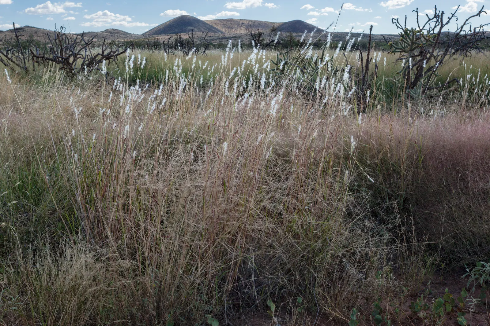 Silver Beardgrass (Bothriochloa Barbinodis) — this drought-tolerant species thrives in full sun and requires minimal maintenance