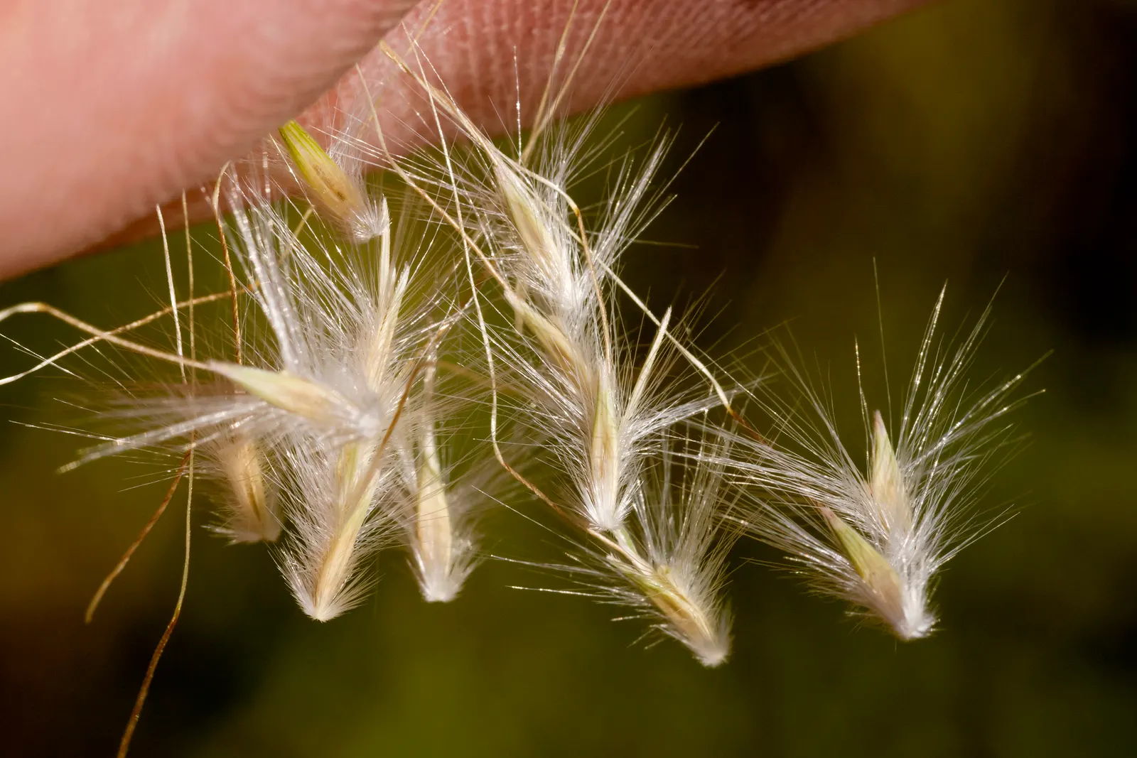 Silver Beardgrass (Bothriochloa Barbinodis) — It is renowned for its drought tolerance and ability to thrive in a wide range of soil types