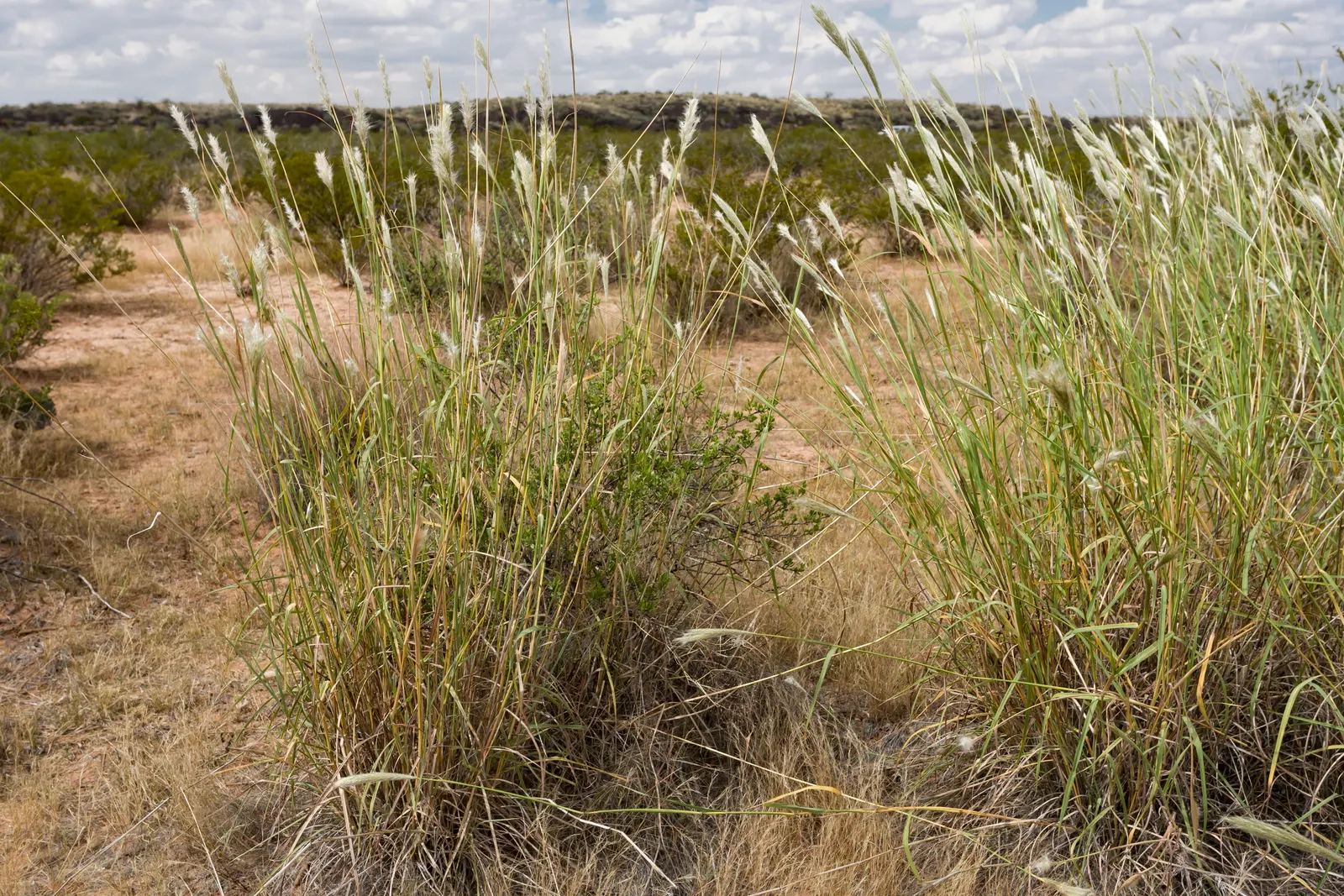 Silver Beardgrass (Bothriochloa Barbinodis) — The grass blades are slender and arch gracefully, displaying a blue-green hue during the growing season