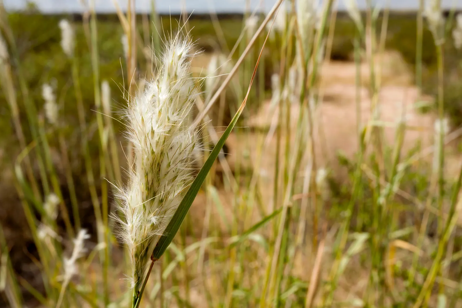 Silver Beardgrass (Bothriochloa Barbinodis) — making it an excellent choice for diverse landscape designs.<br><br>Growing to a height of 1.5 to 3 feet