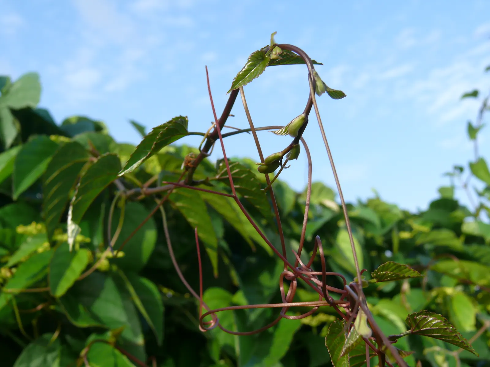 Kangaroo Vine (Cissus Antarctica) — well-drained soil with a high content of organic matter