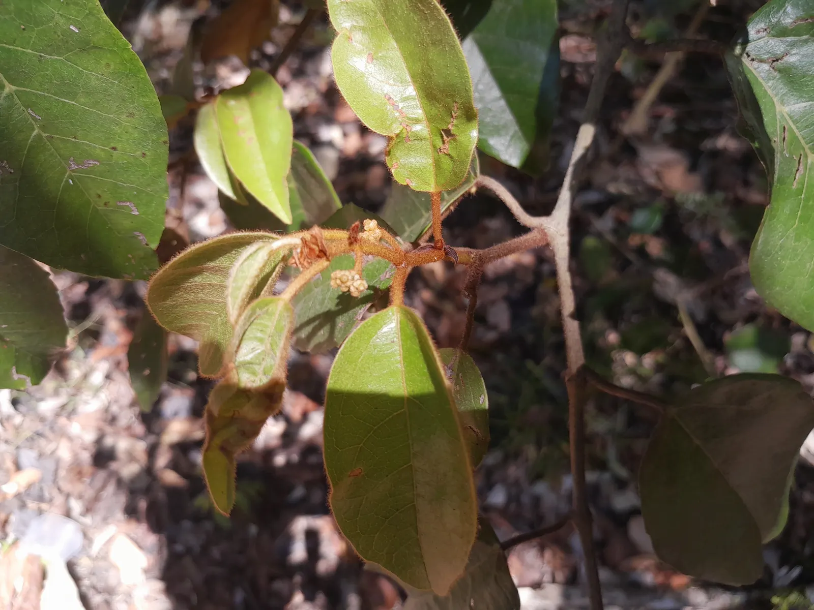 Kangaroo Vine (Cissus Antarctica) — dark green leaves that can grow up to 4 inches long