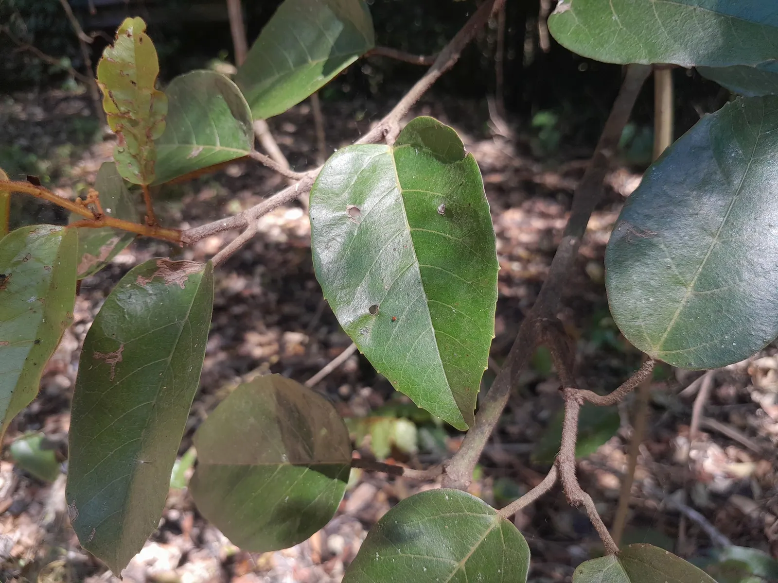 Kangaroo Vine (Cissus Antarctica) — the Kangaroo Vine adds both volume and a verdant aesthetic to garden spaces