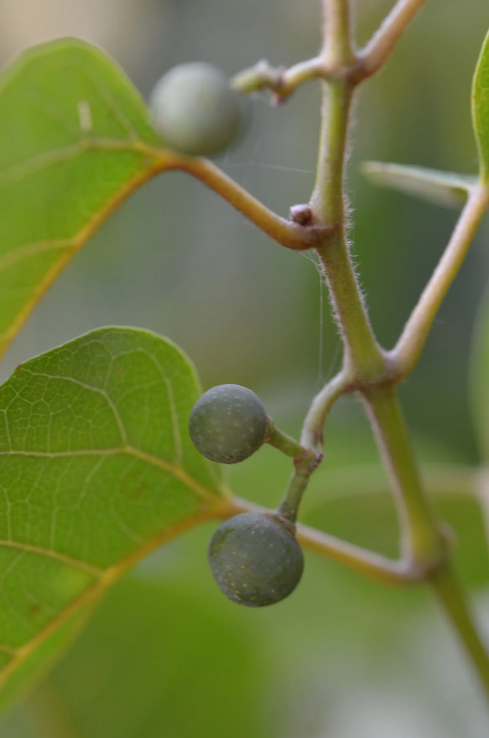 Kangaroo Vine (Cissus Antarctica) — this vine can withstand a range of temperatures but is best protected from frost