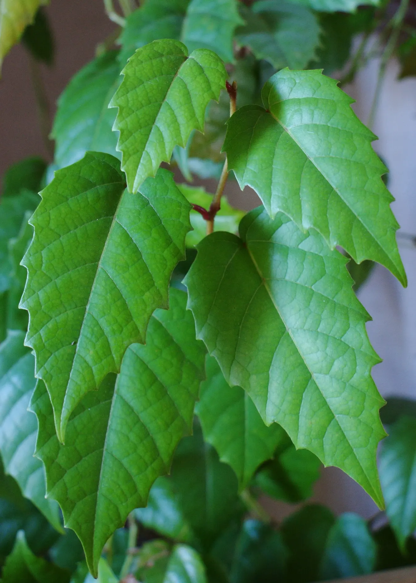 Kangaroo Vine (Cissus Antarctica) — consider its climbing habit