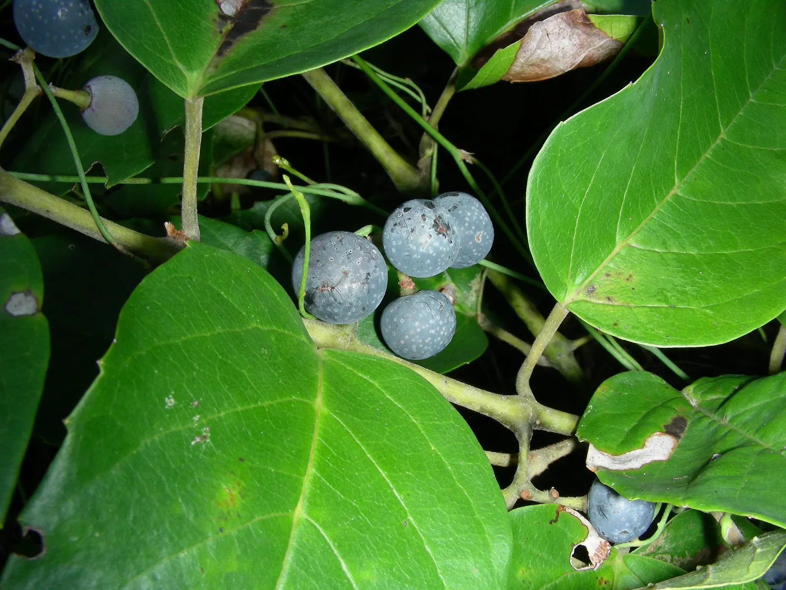 Kangaroo Vine (Cissus Antarctica) — providing support structures such as trellises or wire frameworks for optimal growth