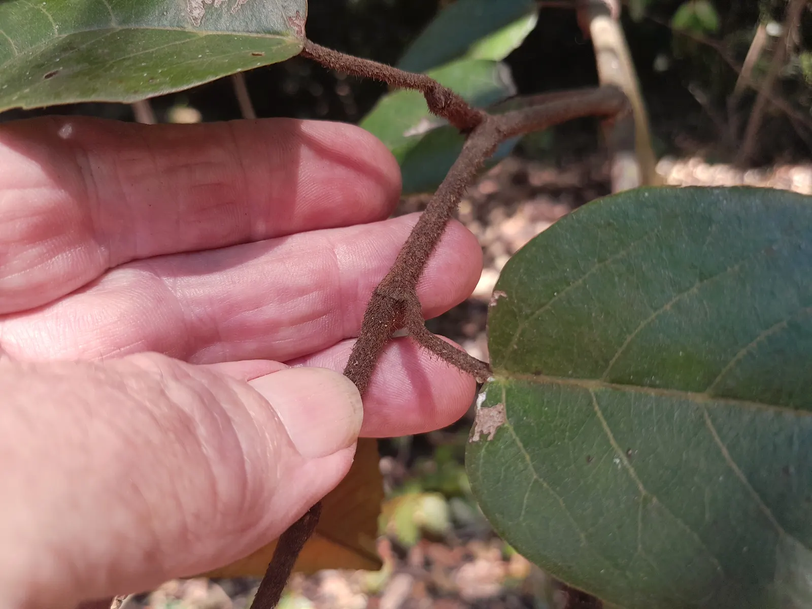 Kangaroo Vine (Cissus Antarctica) — As an integral part of your design