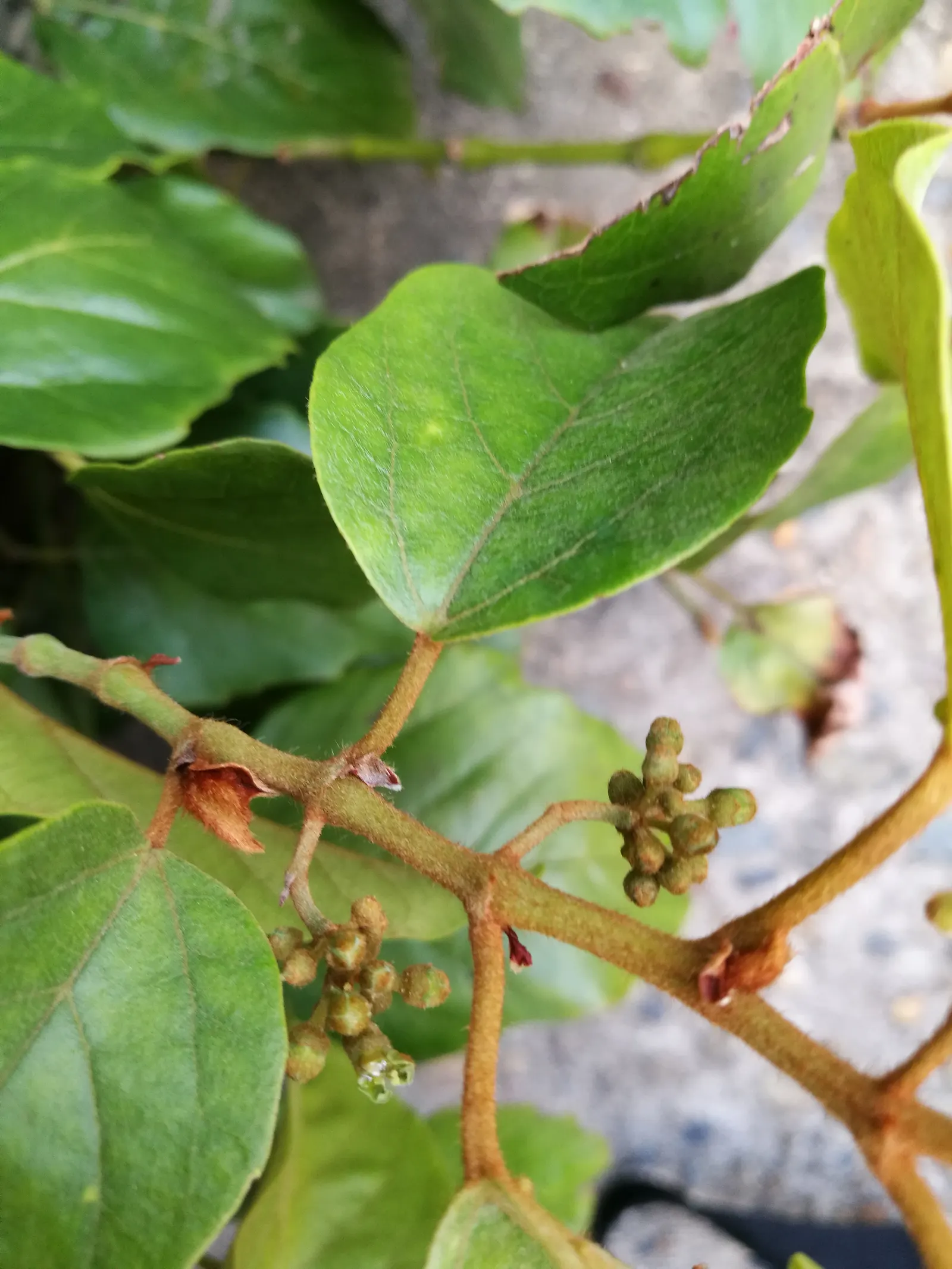 Kangaroo Vine (Cissus Antarctica) — Though not primarily chosen for its blooms
