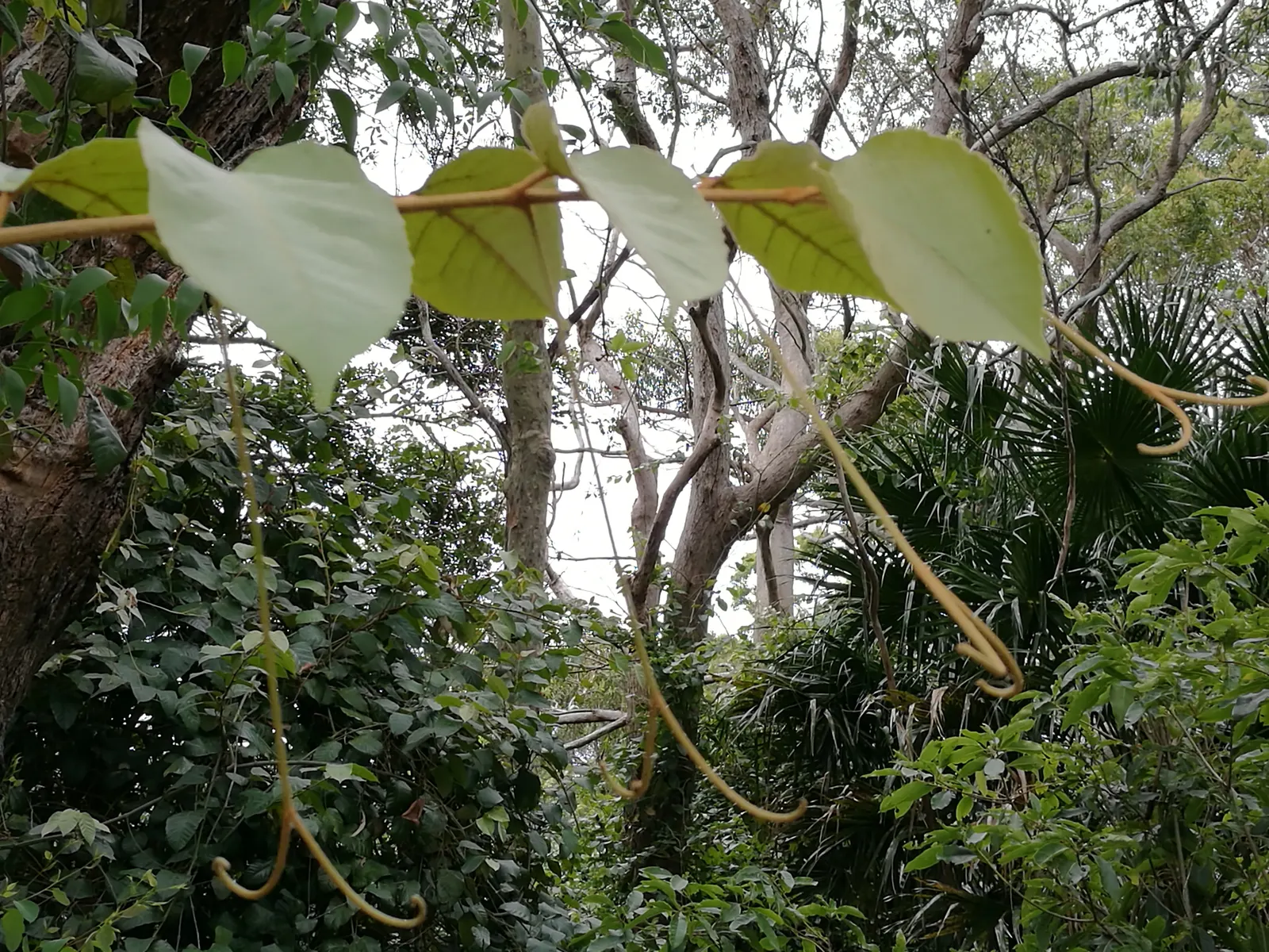 Kangaroo Vine (Cissus Antarctica) — The Kangaroo Vine, or Cissus antarctica, is a lush, evergreen climber native to Australia