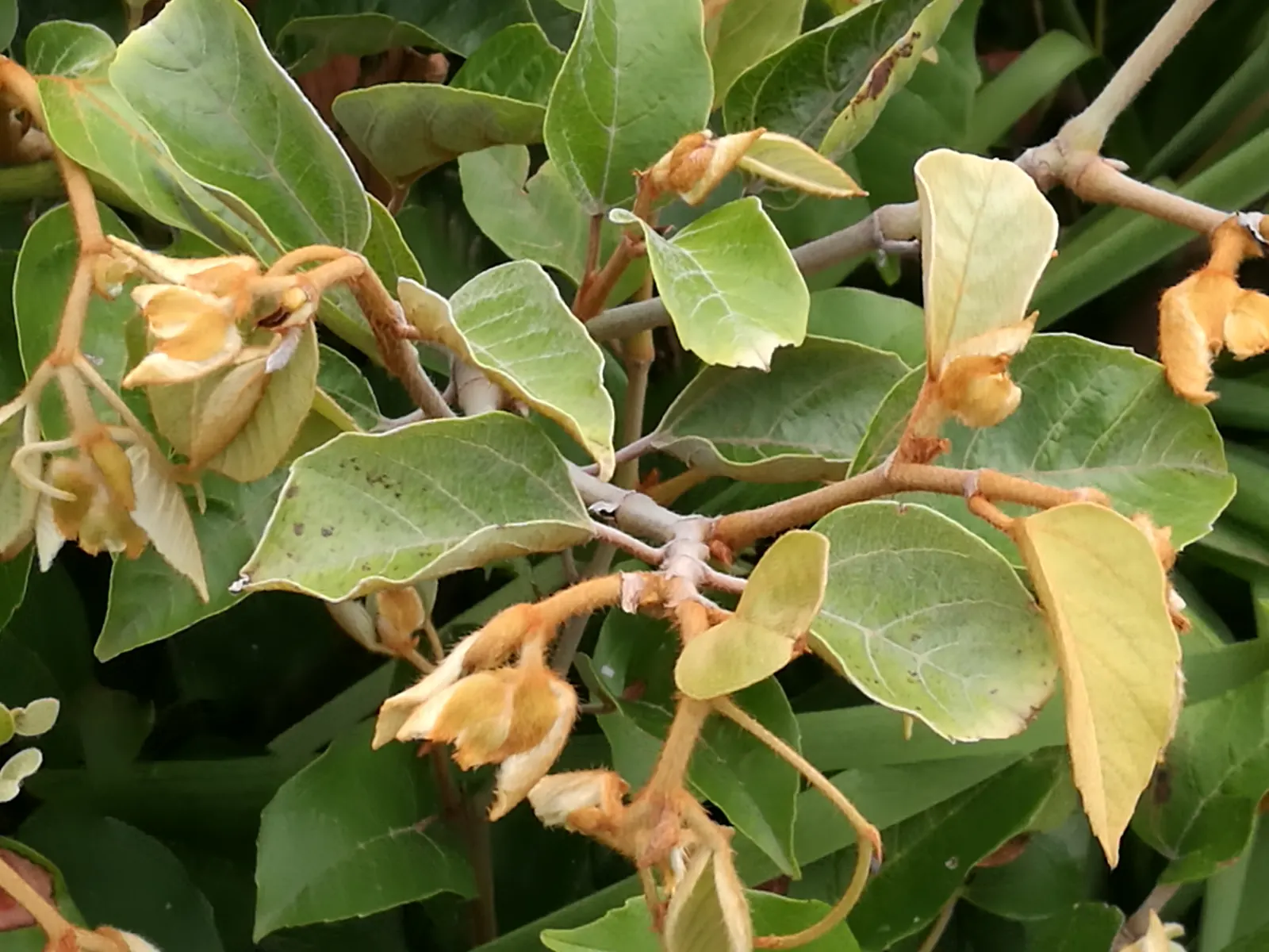 Kangaroo Vine (Cissus Antarctica) — which may be followed by non-edible purple-black berries if conditions are right