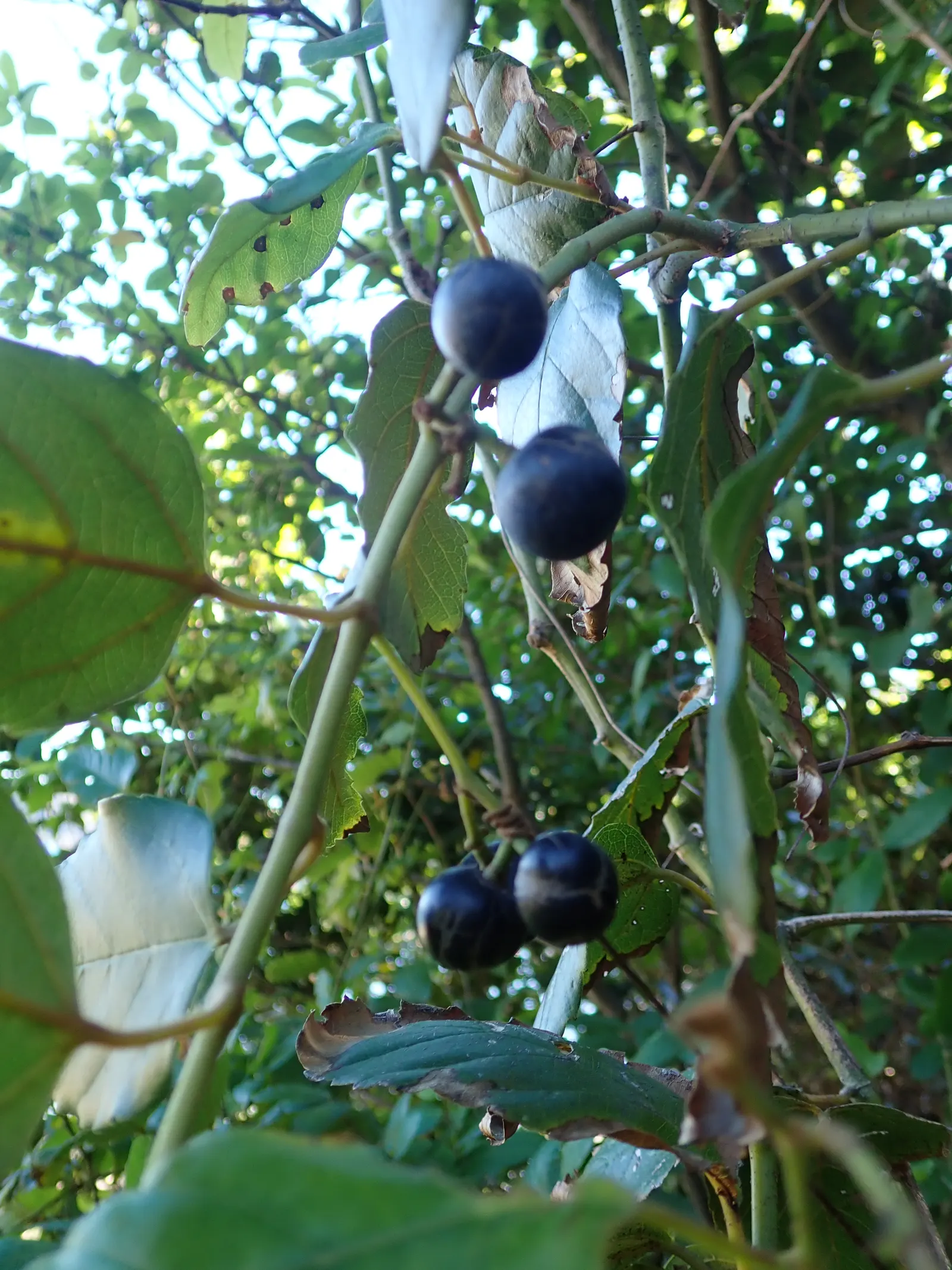 Kangaroo Vine (Cissus Antarctica) — are accompanied by inconspicuous flowers and non-showy berries