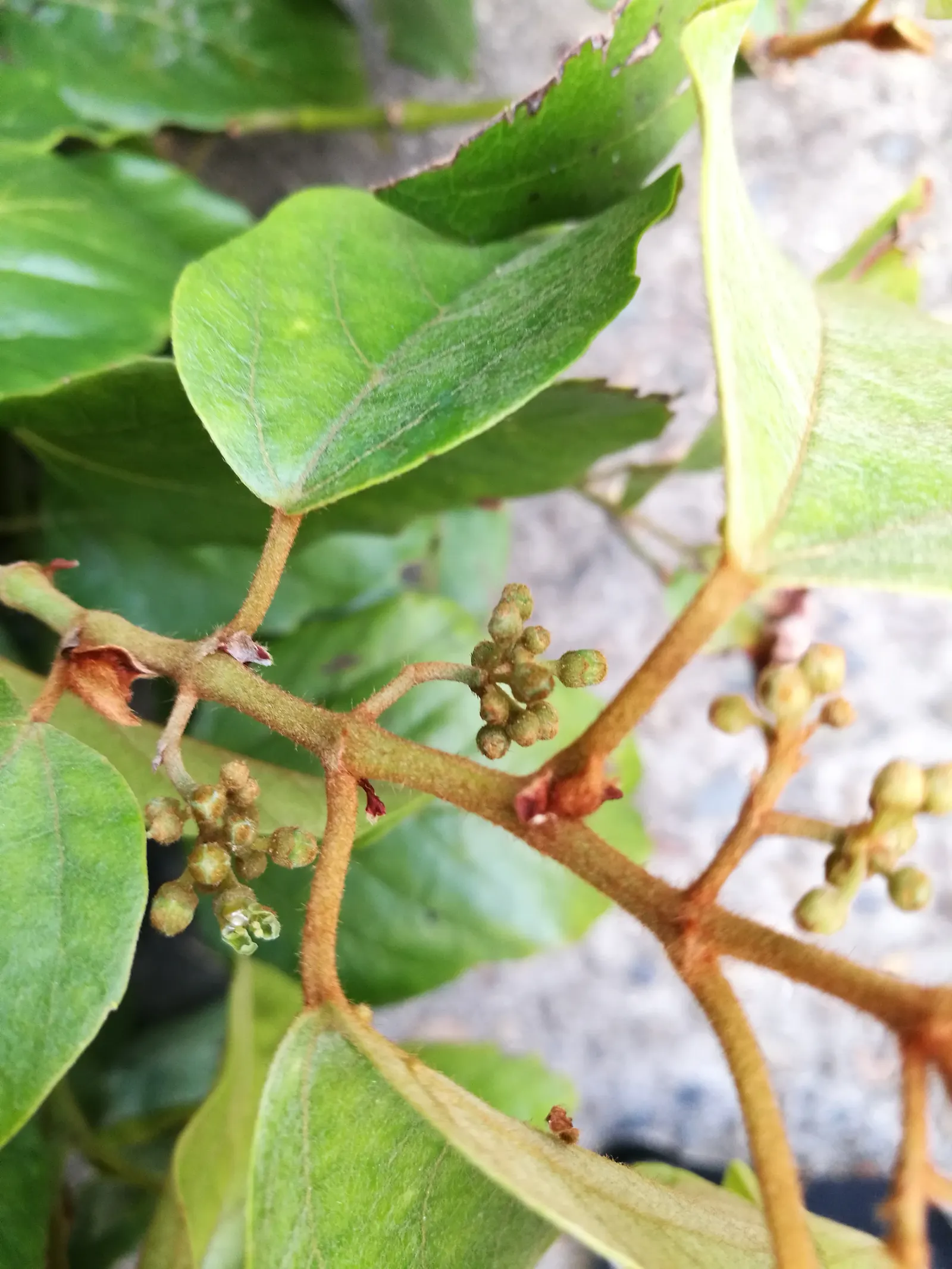 Kangaroo Vine (Cissus Antarctica) — with ideal growth temperatures between 60&deg;F and 80&deg;F