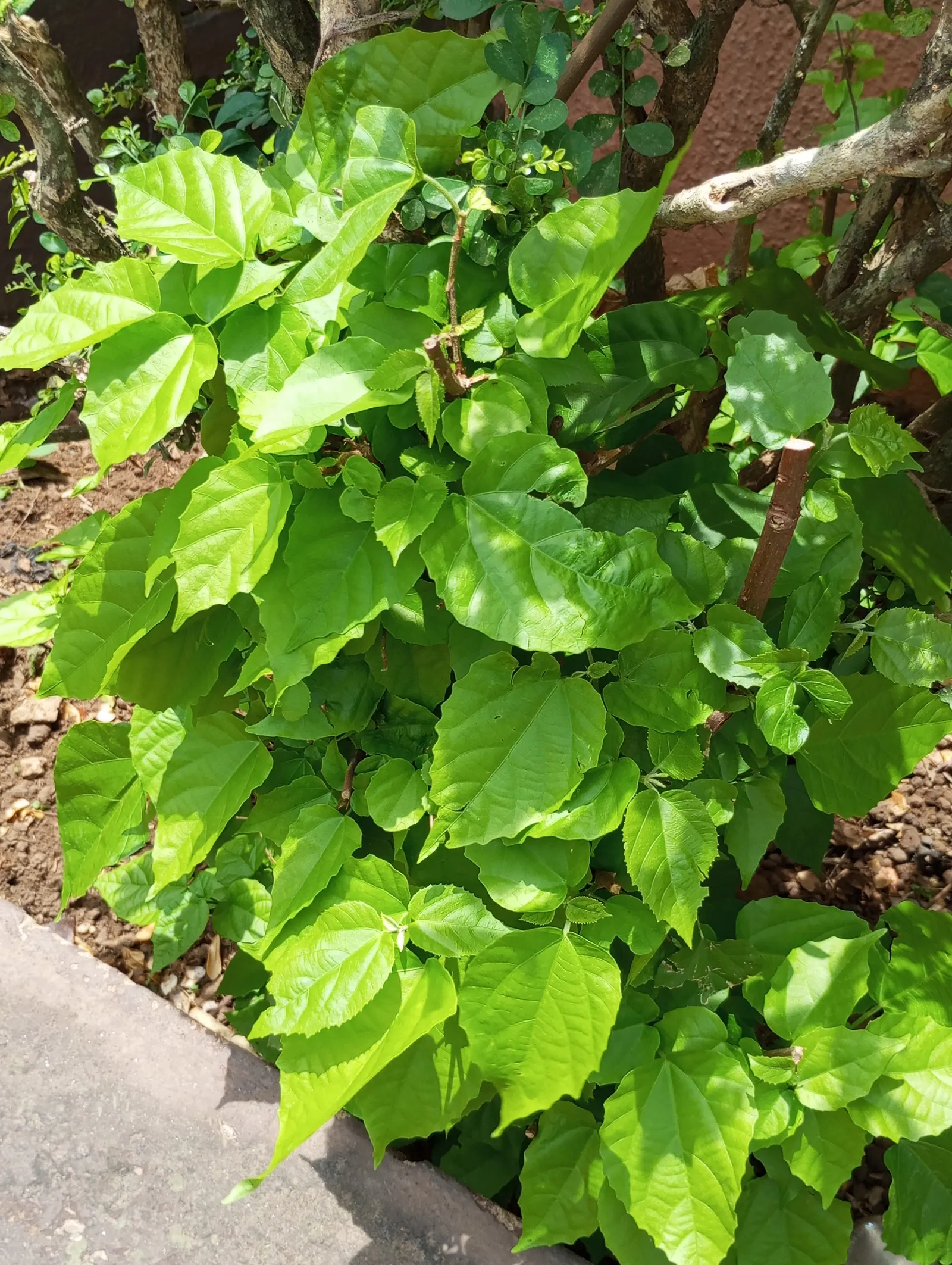 Kangaroo Vine (Cissus Antarctica) — When incorporating Cissus antarctica