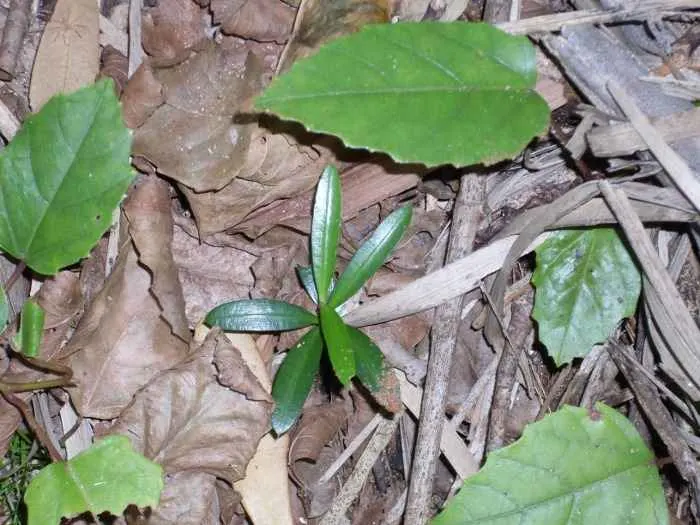 Kangaroo Vine (Cissus Antarctica) — Thriving in partial to full shade with well-drained soil