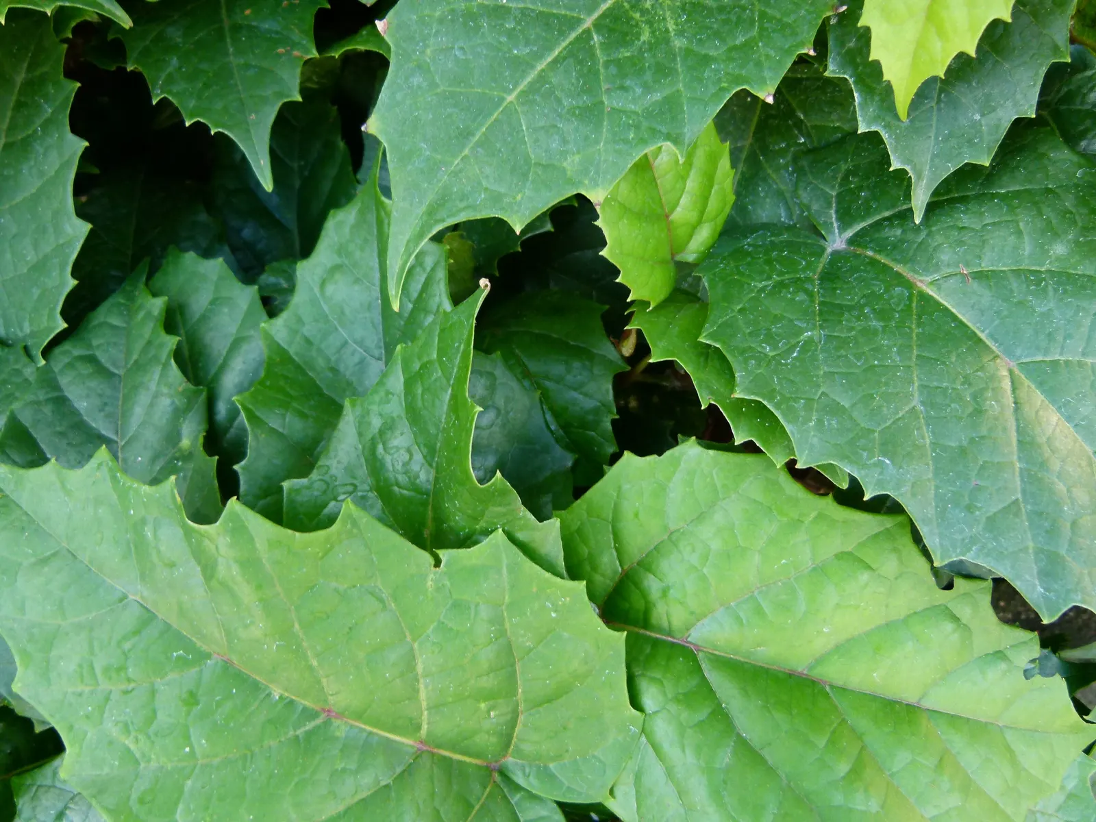 Kangaroo Vine (Cissus Antarctica) — each about 4-6 inches long