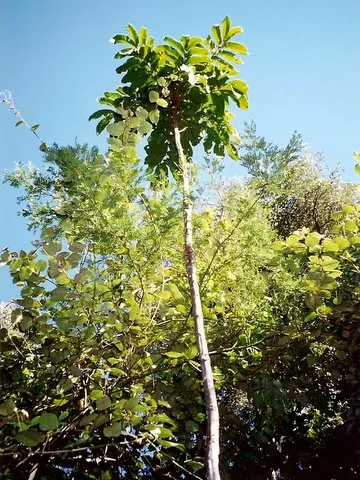 Kangaroo Vine (Cissus Antarctica) — It features inconspicuous greenish flowers