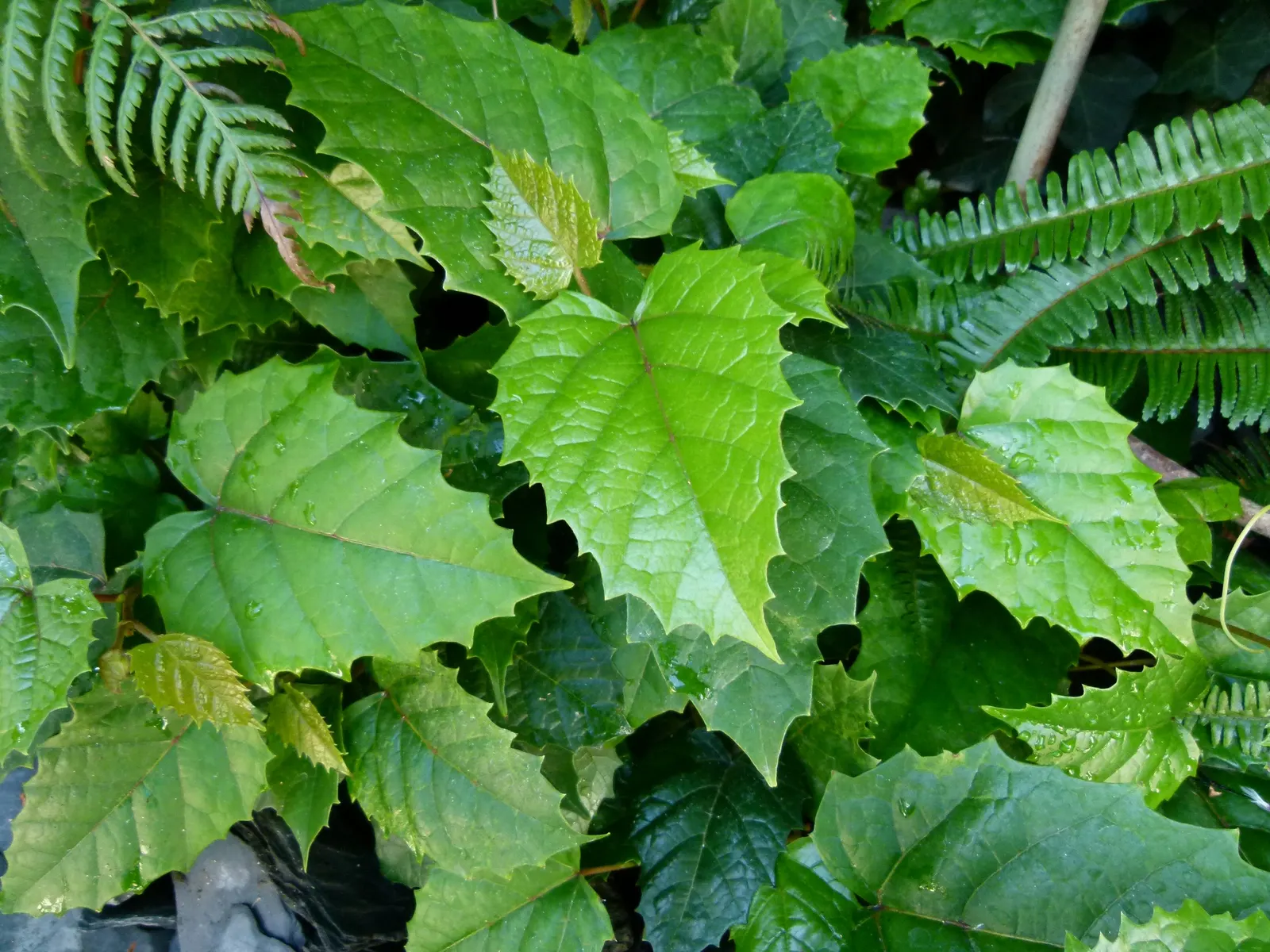 Kangaroo Vine (Cissus Antarctica) — Its sturdy stems can reach lengths of 6-10 feet when supported