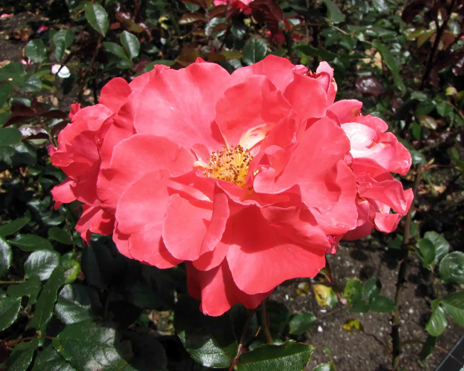 Sunrose (Helianthemum Num. 'Sunny Side Up') — This drought-tolerant plant is also suitable for rock gardens